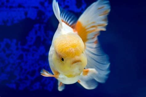 Oranda Goldfish Care Guide & Species Profile | Fishkeeping World