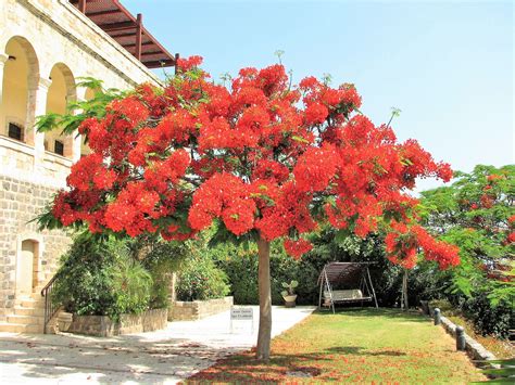 10 Royal Poinciana Tree Delonix Regia Aka Red Flame Flamboyant Etsy