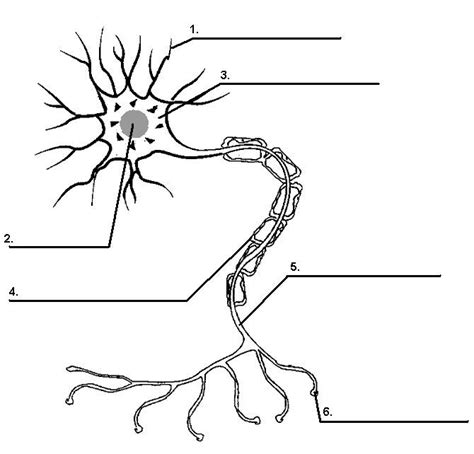 Neuron Worksheet Nerve Cell Diagram Biology Worksheet Nerve Cell