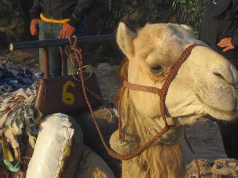 Desde Essaouira Excursión En Camello Con Pernoctación En Tienda De