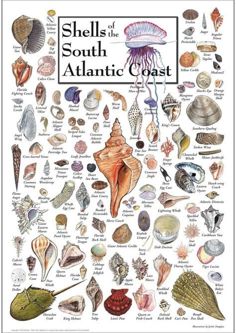 Seashell identification – Artofit