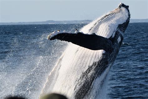 Whale Watching Tours Augusta Vip Captains Lounge