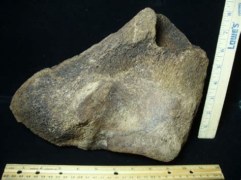 Fossilized Mammoth Partial Femur 070423n The Stones Bones Collection