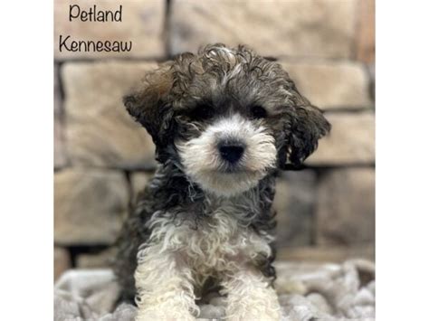 Havanese Petland Kennesaw Georgia