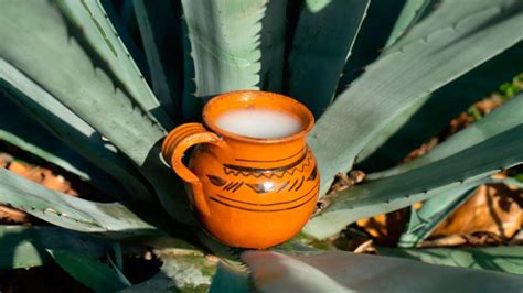 PULQUE LA BEBIDA ANCESTRAL Y SU HUELLA EN LA ACTUALIDAD