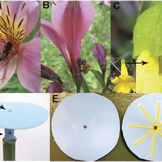 (PDF) Floral Nectar Guide Patterns Discourage Nectar Robbing by Bumble Bees