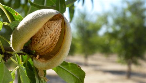 El Mercado De La Almendra En El Año 2022 Grandes Cultivos