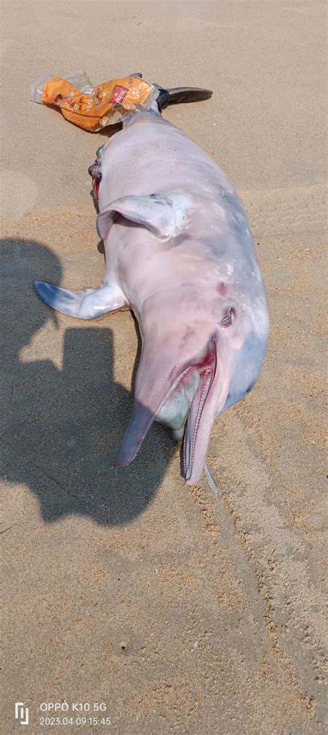 Sightings And Strandings Marine Mammal