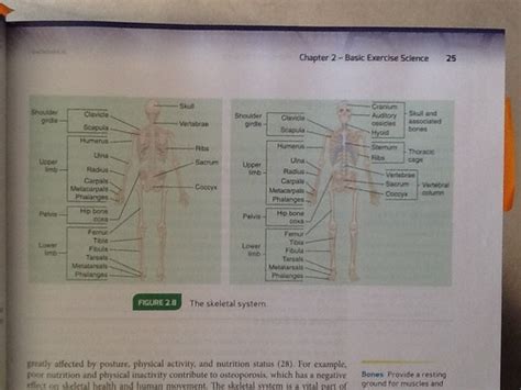 Skeletal System Flashcards Quizlet