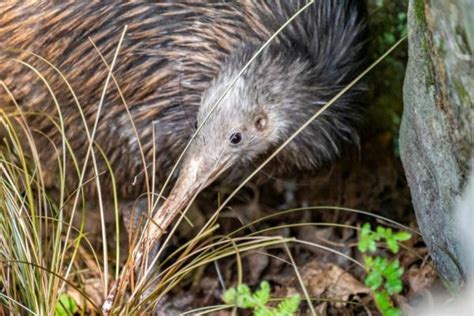 Animaux De Nouvelle Z Lande Noms Et Photos