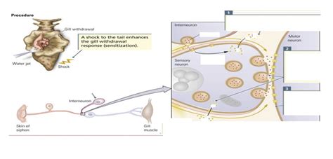 Solved Describe Habituation And Label The Synapse Chegg