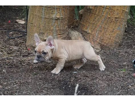 Gorgeous AKC French Bulldog puppies for sale near Blythe, California ...