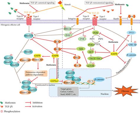 The Canonical And Noncanonical Tgf β1 Signaling Pathways In Download Scientific Diagram