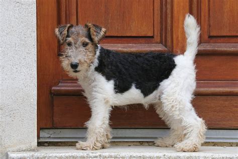 Fox Terrier Caractère Et éducation Ooreka