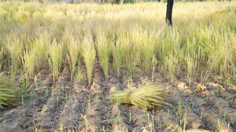 Harvesting Crops of Brassica or Mustard Plants. Crop Heap Holding on ...