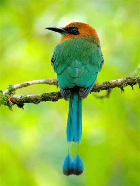 7 Must See Costa Rica Birds Native Backyards