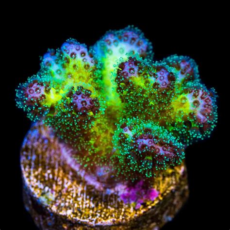 ultimate guide  coral types sps lps  soft corals