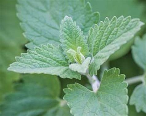 Catnip Plants organic - Etsy