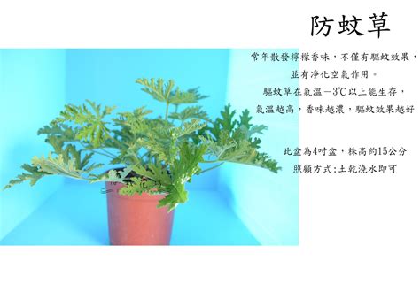 心栽花坊 防蚊草 驅蚊草 5吋 香料香草植物 綠化環境 售價150特價120 Yahoo奇摩拍賣