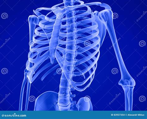 Human Skeleton Breast Chest Medically Accurate D Illustration Stock