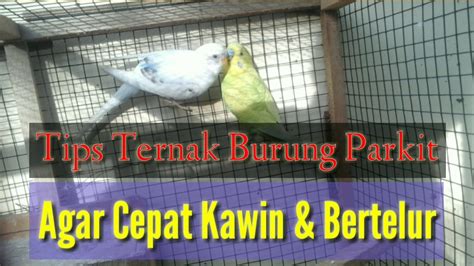 Cara Ternak Burung Parkit Agar Cepat Kawin Dan Bertelur Youtube