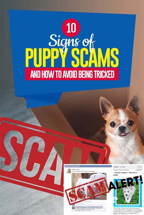 10 Signs Of Puppy Scams And How To Avoid Being Tricked Artofit