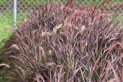 Red Fountain Grass Hahira Nursery Georgia Plants