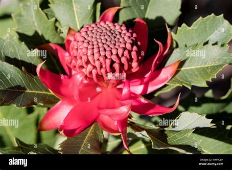 Waratah Flower Stock Photo - Alamy