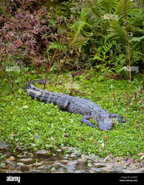 American Alligator - (Alligator mississippiensis Stock Photo - Alamy