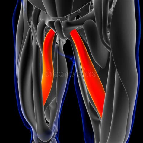 Adductor Longus Muscle Anatomy For Medical Concept D Illustration