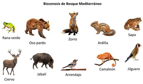 La Biocenosis 【definición Y Los Diferentes Tipos】