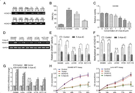 5 Aza Dc Induced Demethylation And Re Expression Of Silenced Hoxd10 A Download High