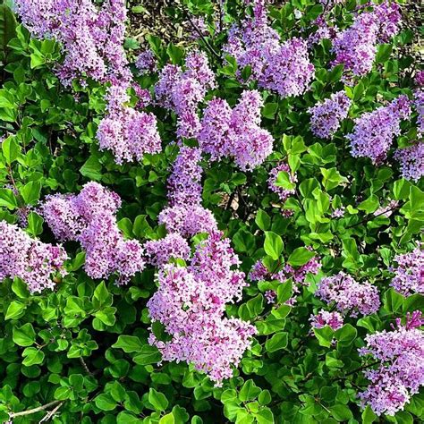 The dwarf lilacs are glorious this morning. #howmygardengrows | Dwarf ...