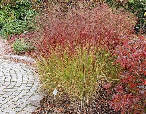 Stunning Red Ornamental Grasses In Ornamental Grasses