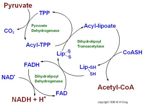 Pyruvate Dehydrogenase Complex