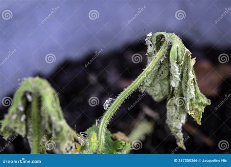 Squash Bug Infestation and Damage Stock Photo - Image of flora, squash: 287350366