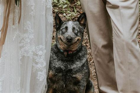 FOTOS Cadela Sorri Para Foto De Casamento E Viraliza Nas Redes Sociais