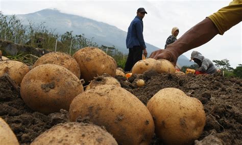 Tiga Varietas Kentang Unggul Harapan Kentang Industri Beritamusi