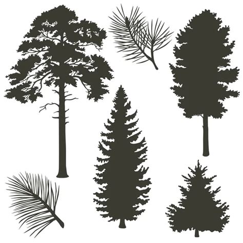 Coniferous Trees Silhouettes Collectio Stock Vector Rashad Ashurov