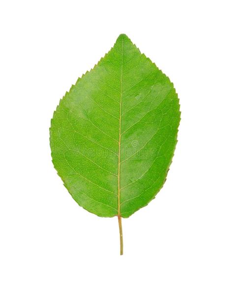 One Green Leaf Isolated On White Background Stock Photo Image Of