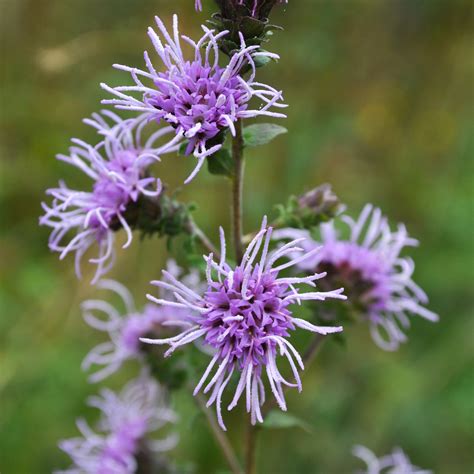 Nc Wildflower Of The Year North Carolina Botanical Garden