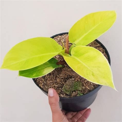 Jual Tanaman Hias Philodendron Pink Princess Philo Pink Princes