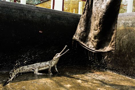 Gharial Conservation in India — De Sharbendu