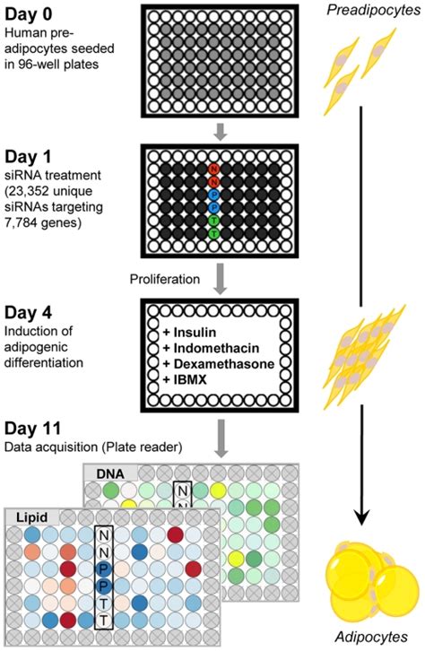 Two Read Out Assays Were Performed In 96 Well Plates To Determine Download Scientific Diagram