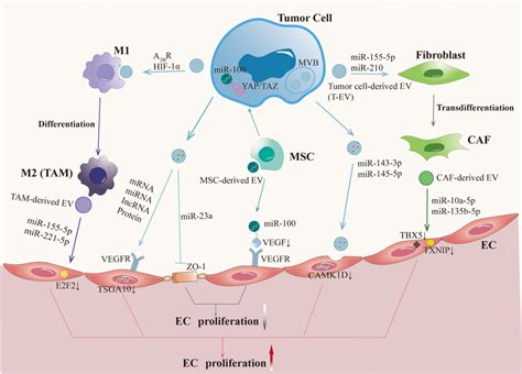 Tumor Cellsderived Extracellular Vesicles Evs And Nontumor