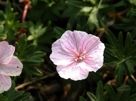 Varieties Of True Geraniums And Tips For Growing Them