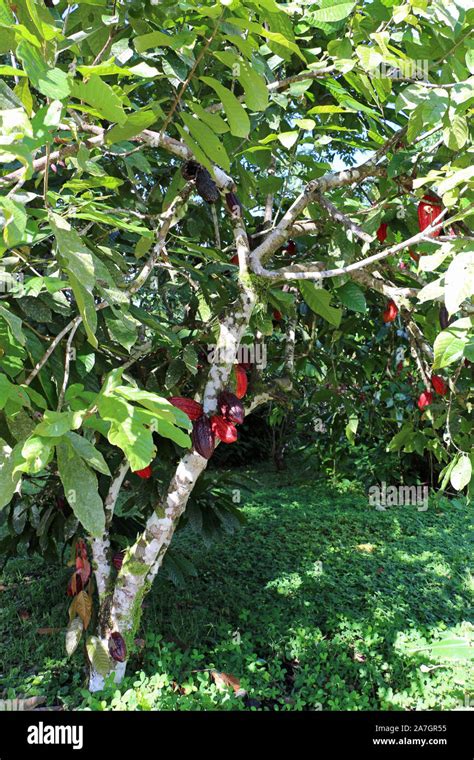 Cocoa tree leaves hi-res stock photography and images - Alamy