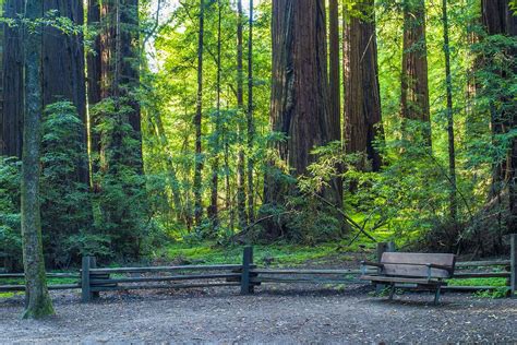 Henry Cowell Redwoods State Park