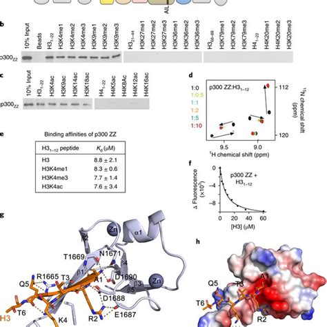 Binding Affinities Of The Indicated Domains Of P300 To Histone H3 Tail