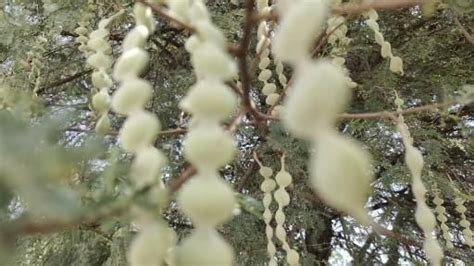 Lomentum : Indehiscent legume fruit of Acacia nilotica. [Video] | Legumes, Seeds, Fruit